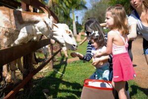 Hotel Fazenda Areia que Canta - Brotas - animais