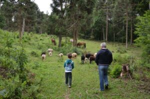 Hotel Fazenda e Pousada Rancho da Guaiaca - animais